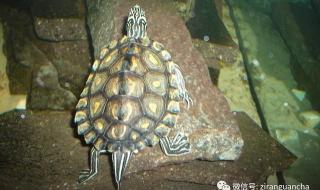 一只乌龟最大能养到多少厘米 地图龟能长多大